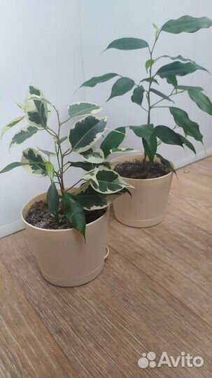 Фикус бенджамина