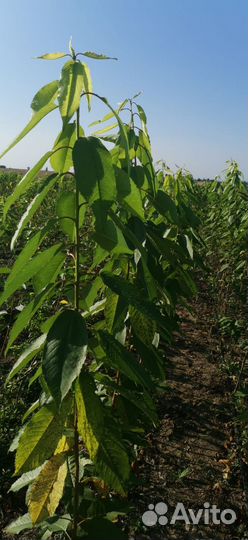 Черешня саженцы в ассортименте