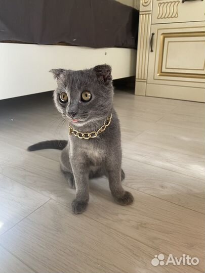 Британская кошка в дар