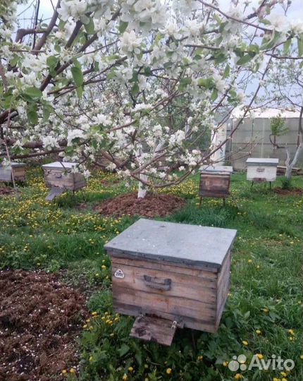 Пчелосемьи, отводки Среднерусской пчелы