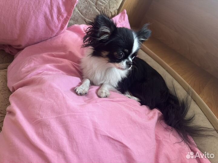 Чихуахуа девочка