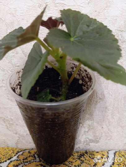 Бегония элатиор