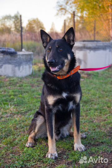 Болек и Лёлик