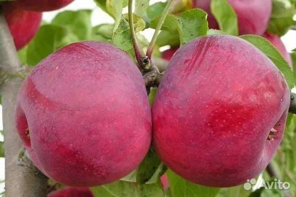 Яблоки красномясые
