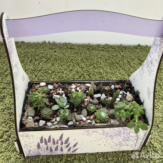 Флорариум суккуленты