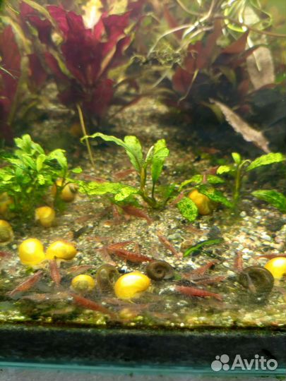 Креветки вишня