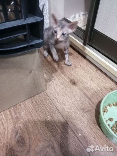 Котята сфинкс