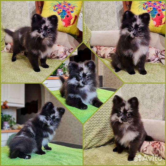 Стрижка и тримминг собак