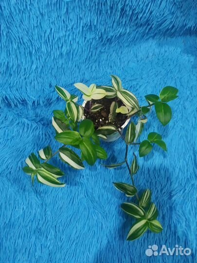 Традесканция