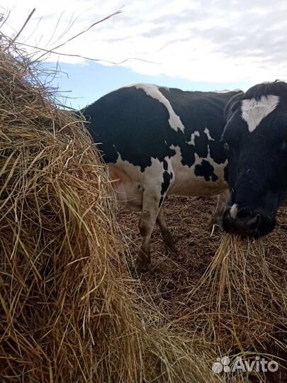 Сыр Страчателла, Буратта, Сулугуни, Сыр Нить