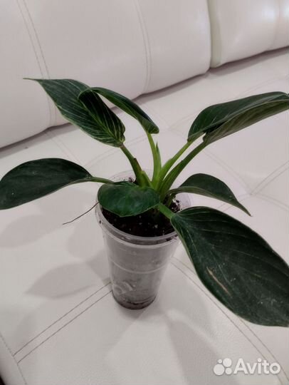 Филодендрон Биркин