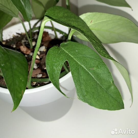 Эпипремнум, Сциндапсус, монстера