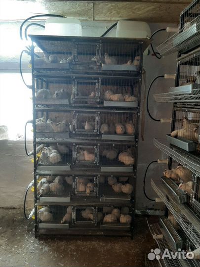 Клетки для перепелов с автопоилкой