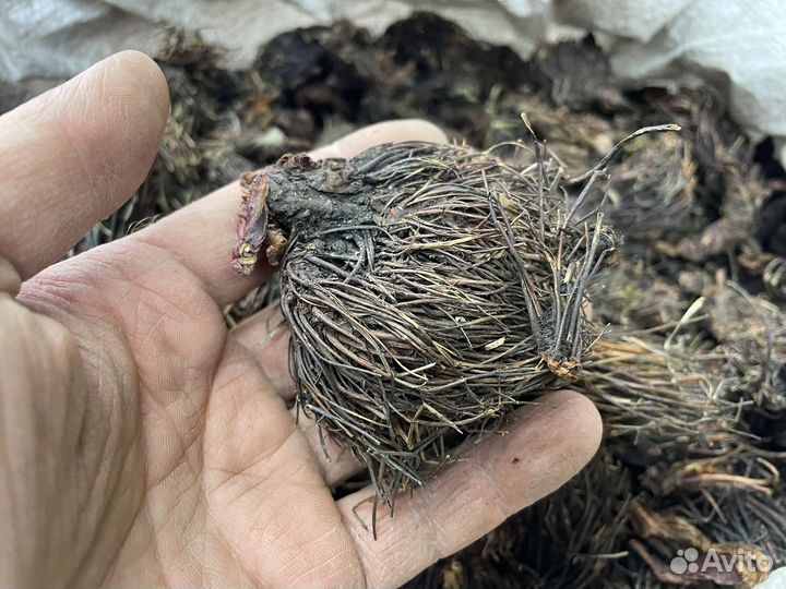 Красная щётка корень