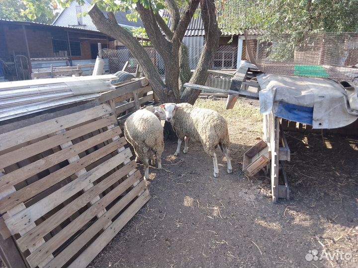 Овцы бараны