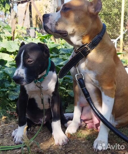 Щенок амстаффа