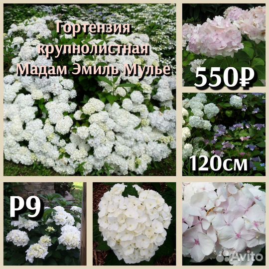 Гортензия крупнолистная и черешковая