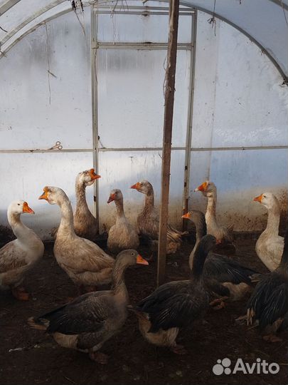 Гуси 2е семьи