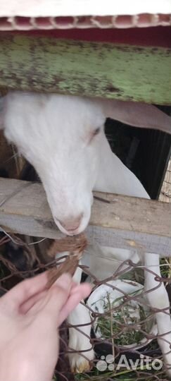 2 Козла и одна дойная коза