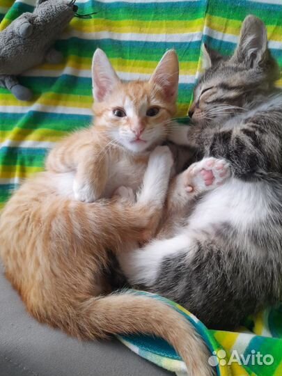 Котята возраст 3 месяца ищут дом