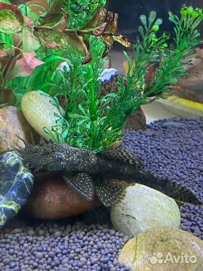 Семейная пара сомов-анцистр