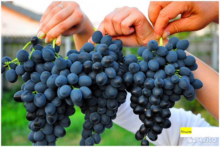 Саженцы винограда