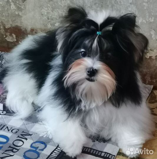 Щенок породы Бивер