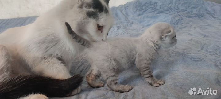 Кошка в добрые руки