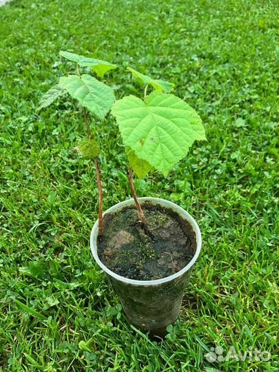 Саженцы орешника