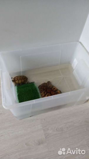 Красноухая черепаха