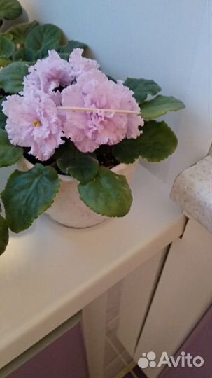 Фиалка сортовая