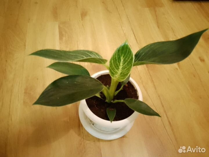 Филодендрон биркина