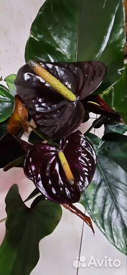 Антуриум Джамбо Блэк