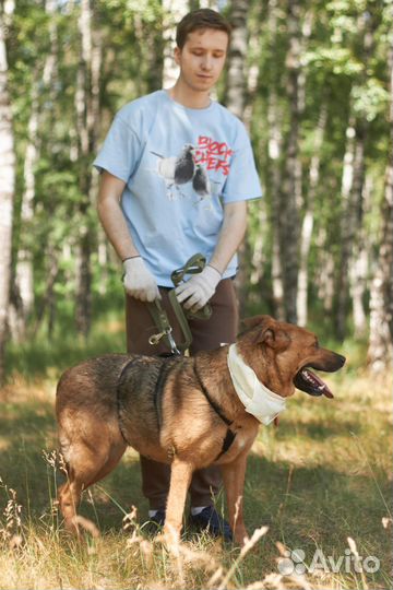 Молодая крупная ласковая собака тоскует в приюте