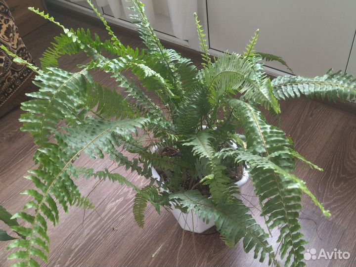 Диффенбахия. Декабрист. Папоротник