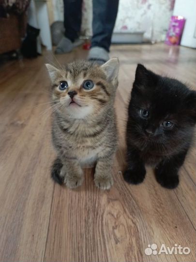 Британские котята