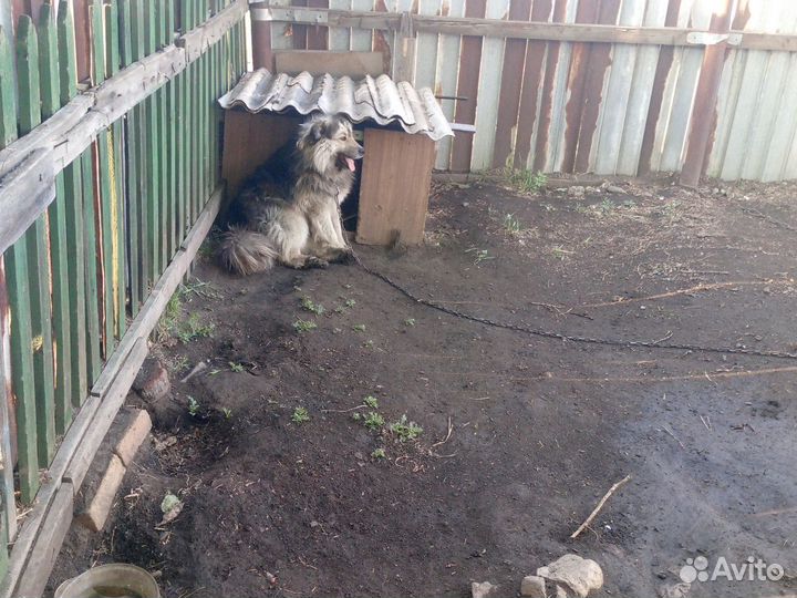 Отдам в добрые руки