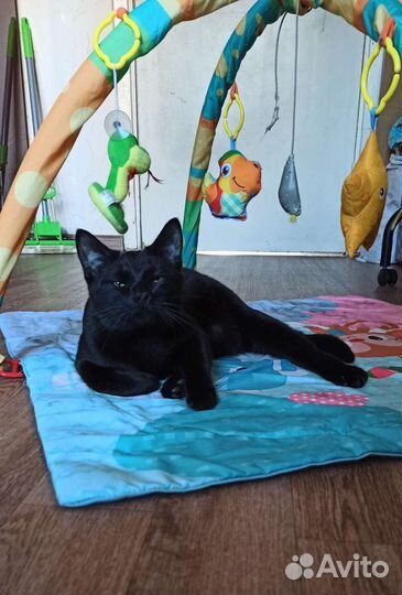 Котики в добрые руки