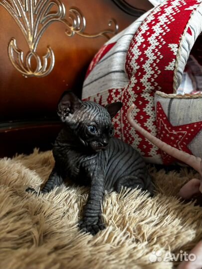 Канадский сфинкс