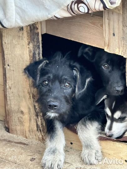 Щенок в добрые руки