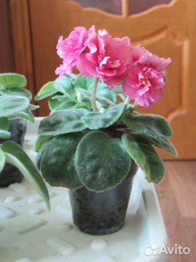 Молодые фиалочки