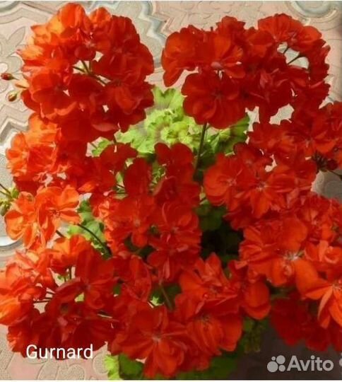 Пеларгония пестролистная и золотолистная