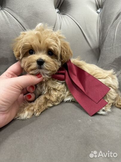 Maltipoo mini f1 корея
