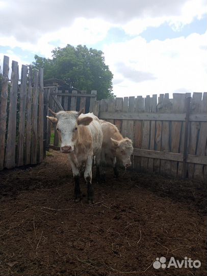 Бычки и телки 8-10-12.месецев
