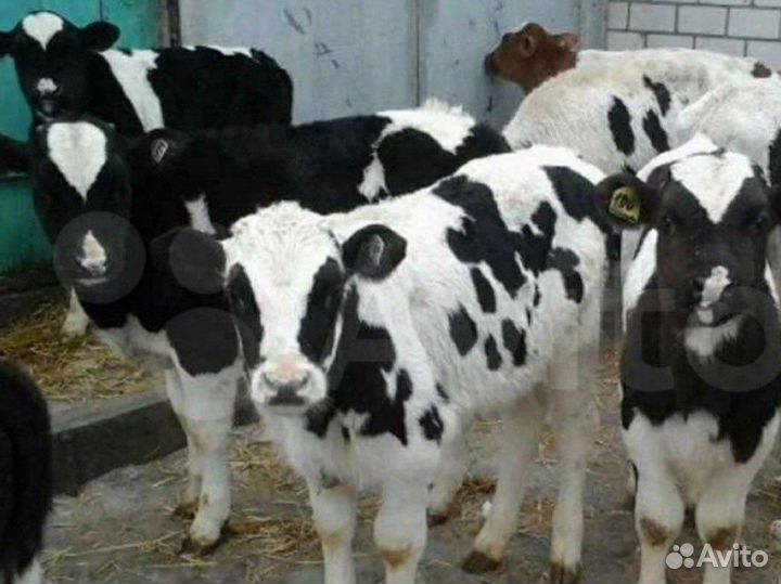 Телята бычки