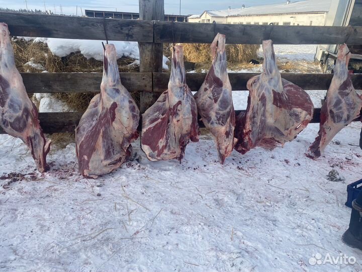 Продам мясо говядина домашняя