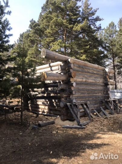 Сруб из дикого бревна