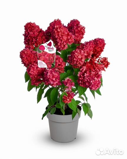 Блади Мэри(Bloody Marie) - Бонфаер