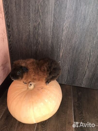 Ищем невесту для морской свинки Мальчику 2,5 г