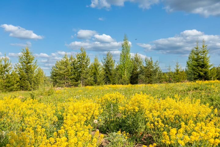 Участок 8 сот. (ИЖС)